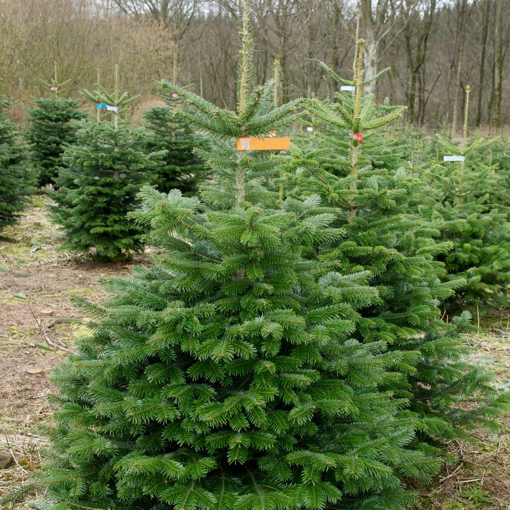 Verband benennt die beliebtesten Weihnachtsbaumarten