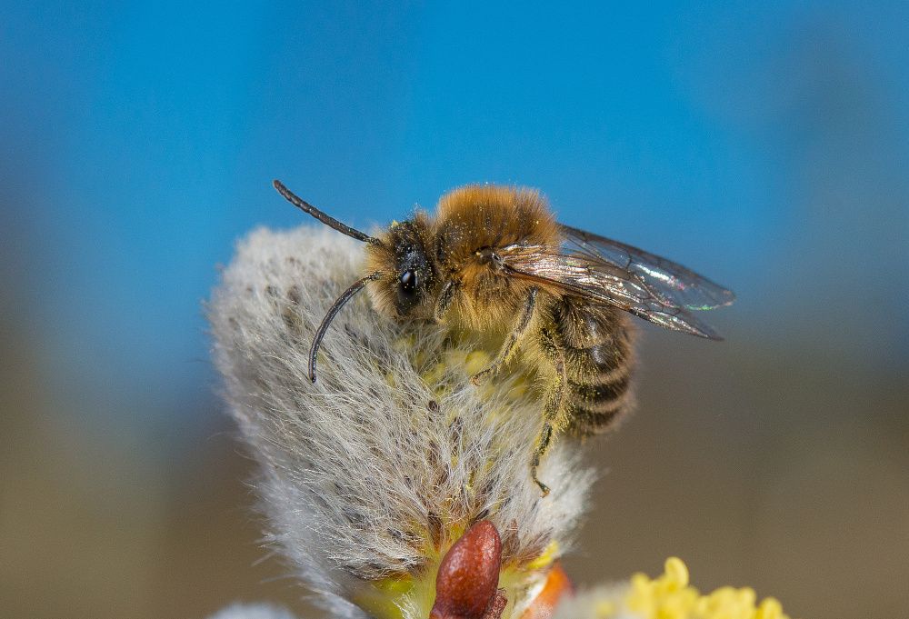 Wie Hobbygärtner gefährdete Wildbienen unterstützen können