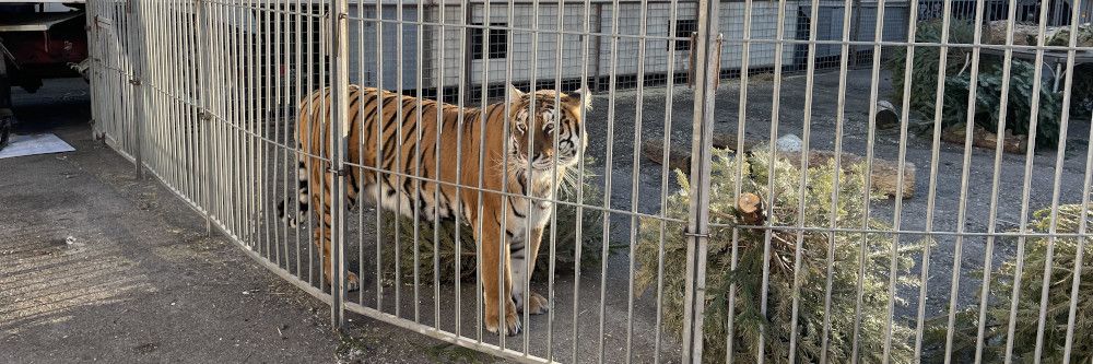 Gefahr für die Öffentlichkeit: Fünf Tiger aus Zirkus verschwunden