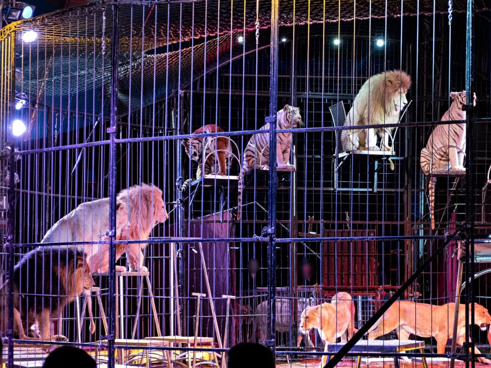 Keine Wildtiere im Zirkus!
