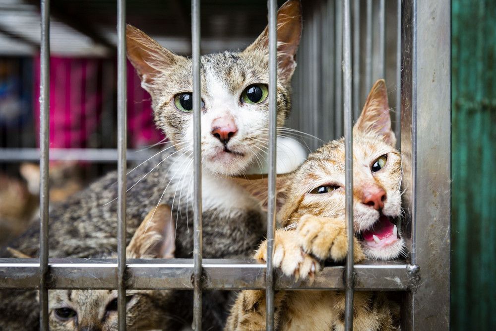 Katzenfleischhandel boomt in Vietnam