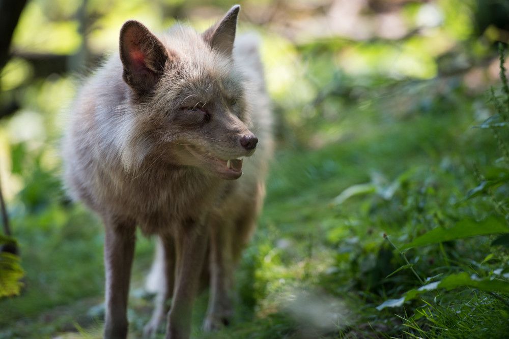 VIER PFOTEN begrüßt neues Mitglied im Fur Free Retailer Program