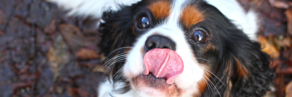 Ein Hund ©Melanie Baumgartner