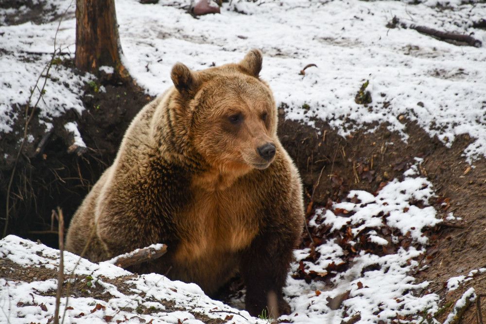 Neuigkeiten und Informationen rund um das VIER PFOTEN Bärenschutzzentrum