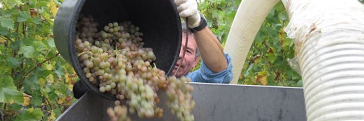 Gutes Weinaroma hängt auch von der Bakterienbesiedelung ab. Das könnte man künftig nutzen, meinen Wissenschaftler der Universität Hohenheim. | ©Universität Hohenheim / Florian Leonhardmair 