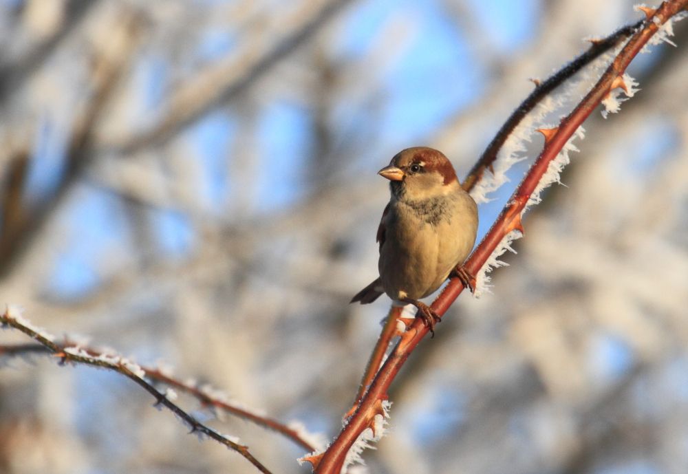 Leckereien für Amsel, Meise und Drossel