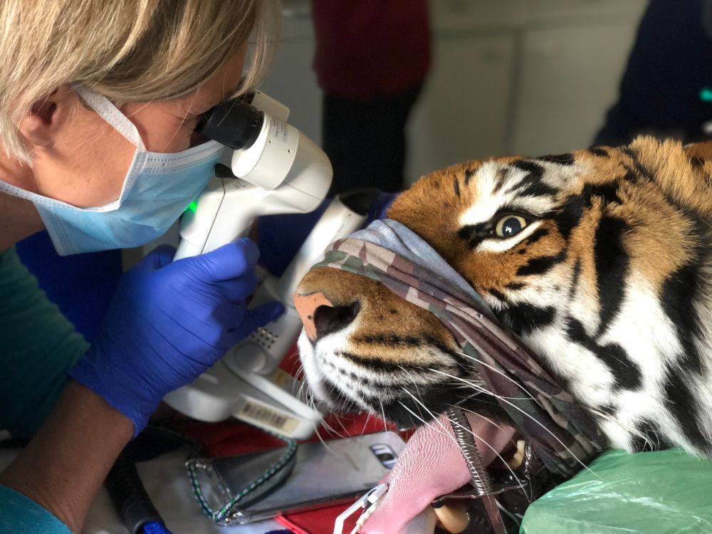 Arztbesuch für Cara, Jill und Sahib