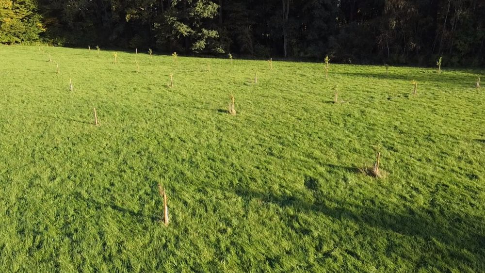 Darum setzen sich die zwei Pferdefreundinnen für den Wald in NRW ein