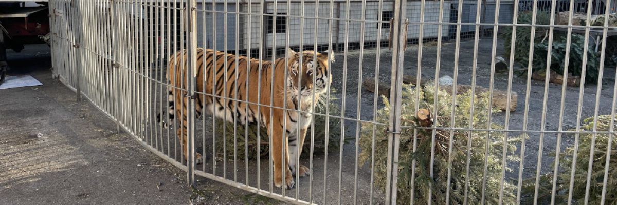 Kein Gras, kein Auslauf und keine Rückzugsmöglichkeiten. Fünf Tiger und ihr Trainer gastierten gemeinsam mit dem Moskauer Weihnachtscircus in Augsburg. Das Bild zeigt, unter welchen tierschutzwidrigen Haltungsbedingungen die Großkatzen leben müssen. Die mangelhaften Sicherheitsvorkehrungen stellen eine Gefahr für Öffentlichkeit und Tiere dar ©VIER PFOTEN 