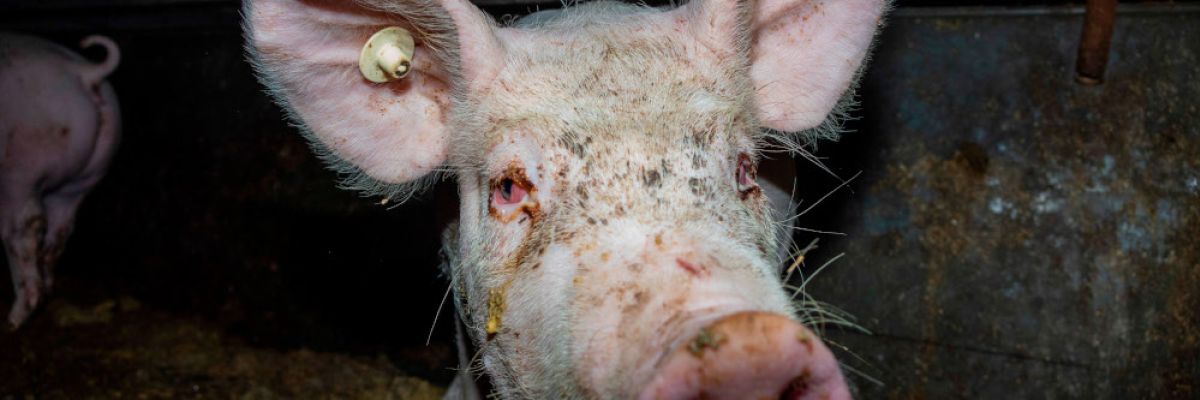 Schwein mit tränenden Auge ©Deutsches Tierschutzbüro e.V.