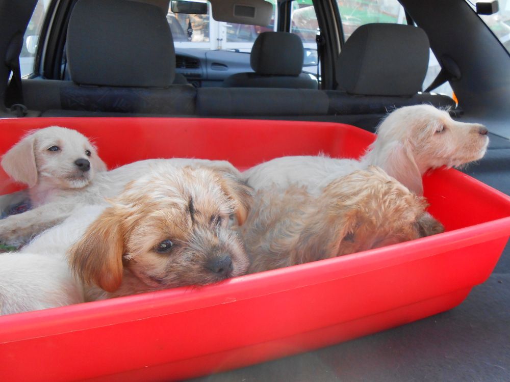 Illegaler Welpenhandel boomt zur Weihnachtszeit