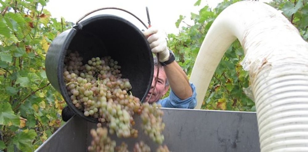 Weingeschmack: Umwelt beeinflusst Aroma-bildende Bakterien im Wein